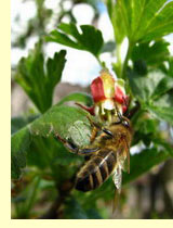 Крыжовник (Ribes grossularia L) Крыжовник (Ribes grossularia L)